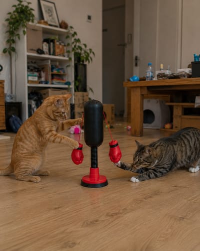 Opinia CatPunch