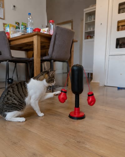 Opinia CatPunch