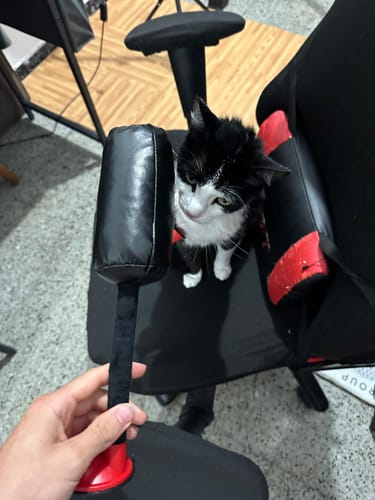 Opinia CatPunch